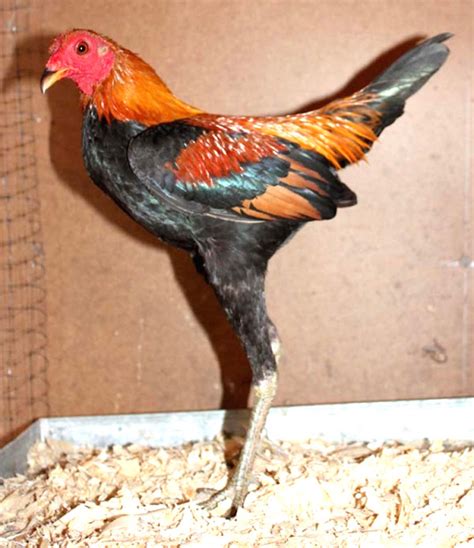 game chicken breeds with pictures.